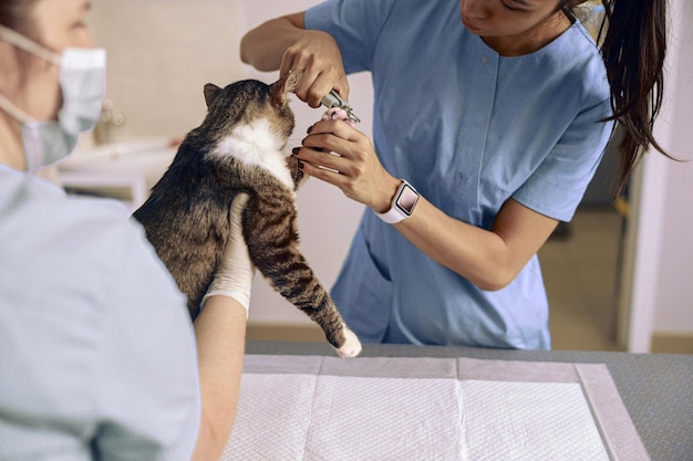 Veterinário asiático em uniforme azul corta garras de gato enquanto enfermeira segura animal de estimação na clínica