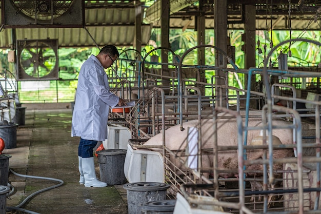 Veterinário asiático trabalhando e alimentando a comida de suínos em fazendas de suínos, indústria de criação de animais e suínos