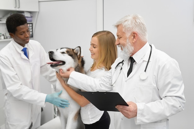 Veterinario, asistente y mujer acariciando malamute.