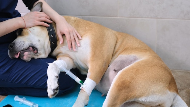 Foto el veterinario calma al perro antes de la operación y lo prepara para la anestesia