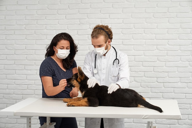 Veterinário calmante cão alsaciano animal de estimação cheirando a mão do dono