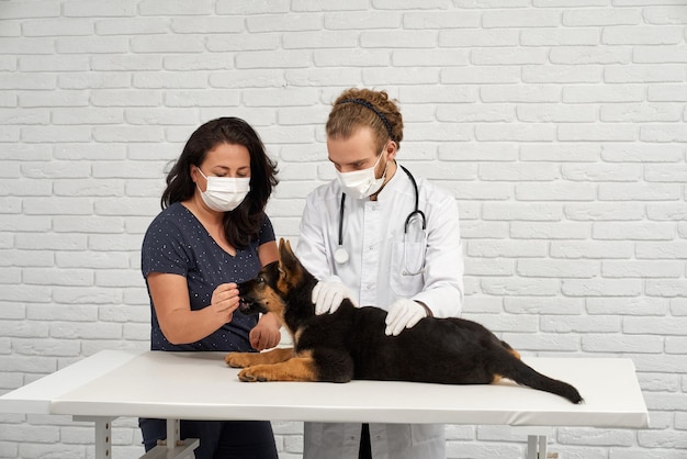 Veterinario calmante perro alsaciano mascota olfateando la mano del dueño