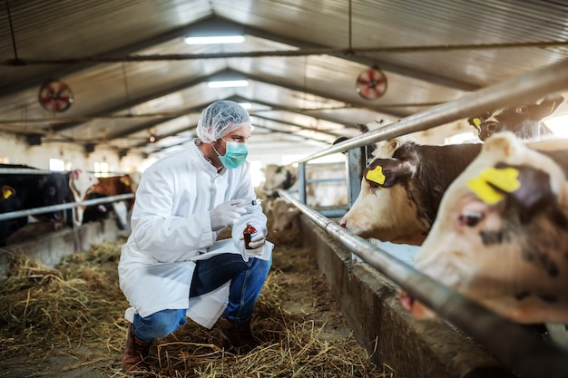 Veterinário caucasiano em uniforme de proteção agachado, segurando uma garrafa com o remédio e se preparando para dar uma injeção em um bezerro doente.