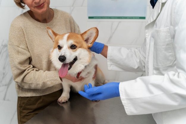 Foto veterinario de cerca usando guantes protectores