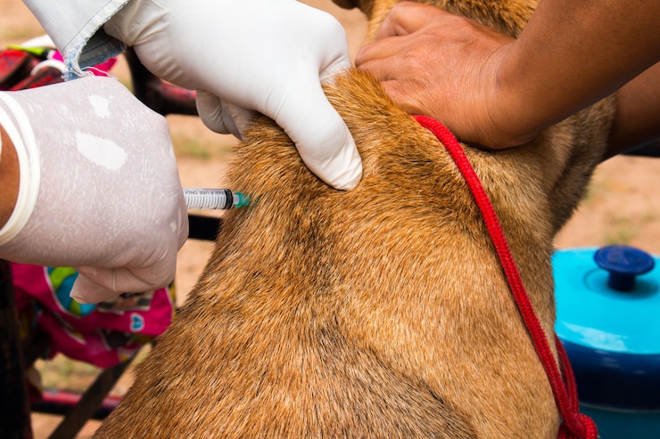 Foto veterinário cirurgião está dando a vacina para o cão