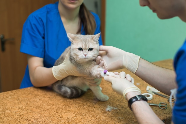 Veterinário colocando um cateter através de um gato na clínica