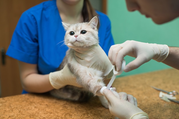 Veterinário colocando um cateter em um gato na clínica