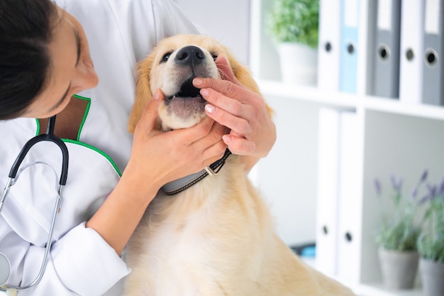 Veterinario comprobando los dientes del perro