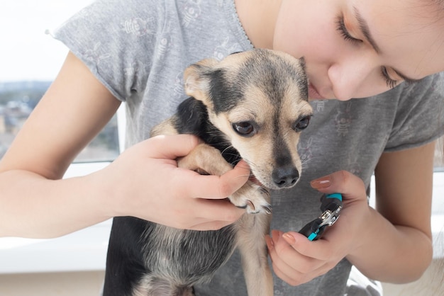 Veterinario corta las garras de un pequeño perro terrier de juguete en la clínica