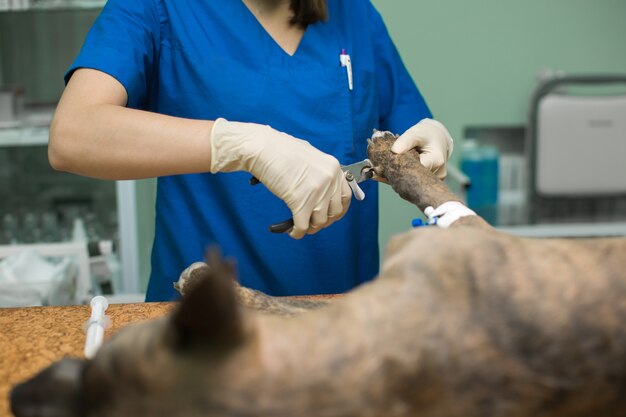 El veterinario corta las uñas del perro