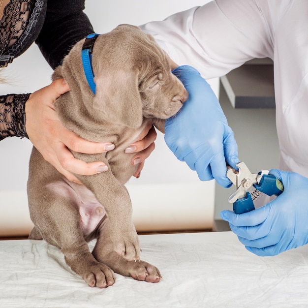 Foto veterinário cortando unhas de cachorro