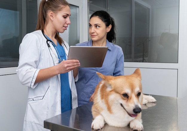 Foto veterinário cuidando de cachorro de estimação