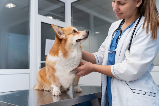 Foto veterinário cuidando de cachorro de estimação