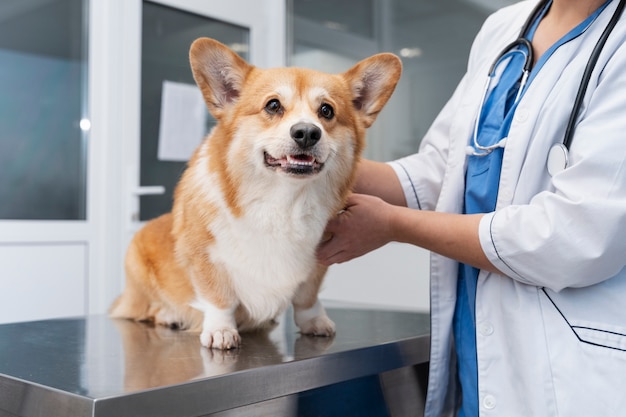 Foto veterinário cuidando de cachorro de estimação