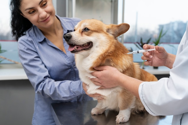 Veterinario cuidando perro mascota