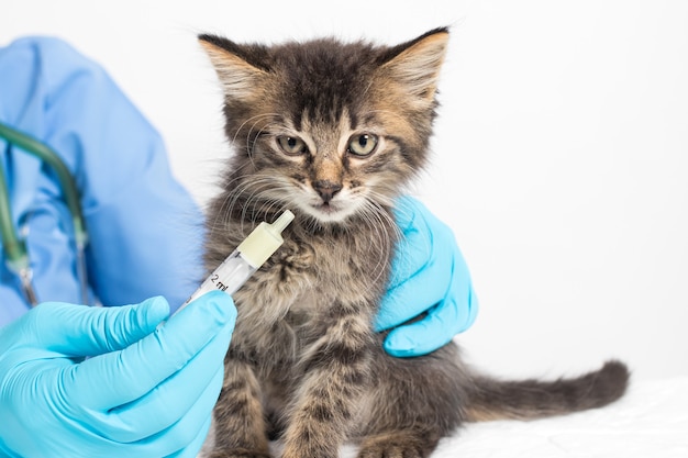 El veterinario le da al gatito una cura para los gusanos.