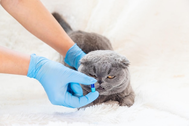 El veterinario le da una tableta a los gatos Animal de enfoque selectivo