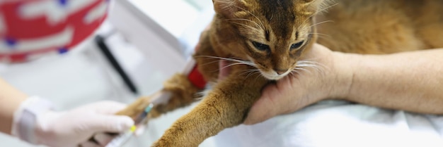 Veterinário dando injeção a gato vermelho na clínica veterinária médicos mãos em luvas seringa médica