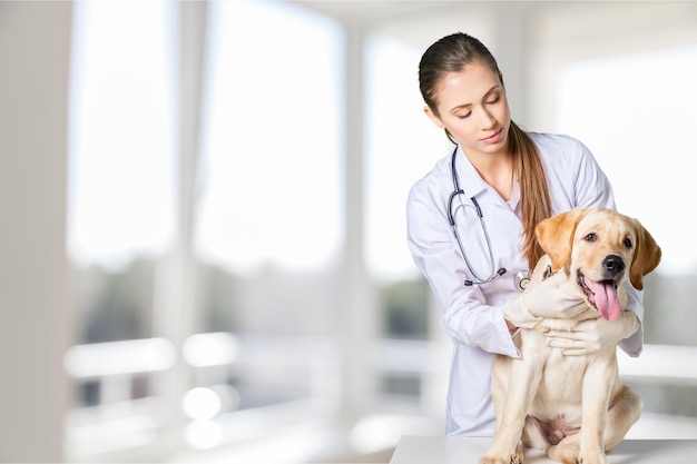 Veterinário dando injeção para cachorro na clínica