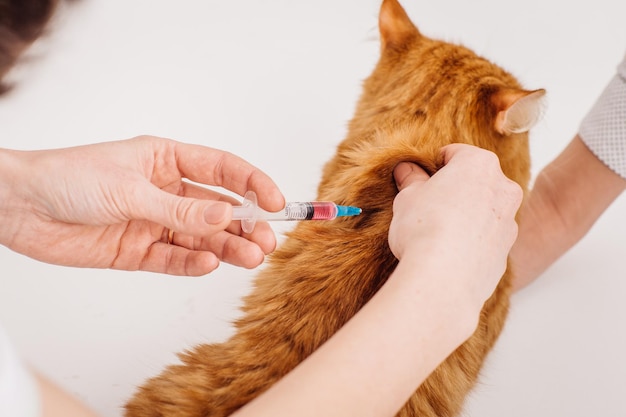 Veterinário dando injeção para gato na clínica veterinária xA