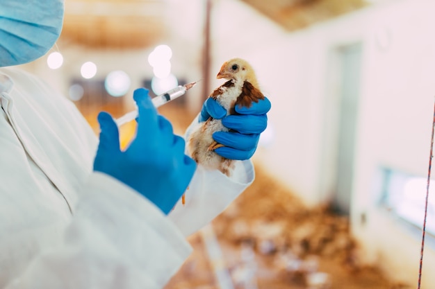 Veterinário dando tratamento médico a uma galinha em uma granja.