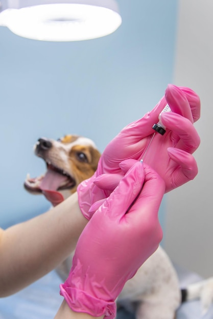 Veterinário dando uma injeção em um cachorro