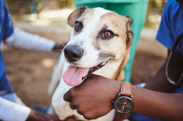 Veterinário de animais de estimação e médicos de mãos dadas com um cachorro em um centro comunitário de caridade para cães sem-teto e animais doentes Voluntário veterinário e assistentes sociais trabalhando para ajudar filhotes com assistência médica