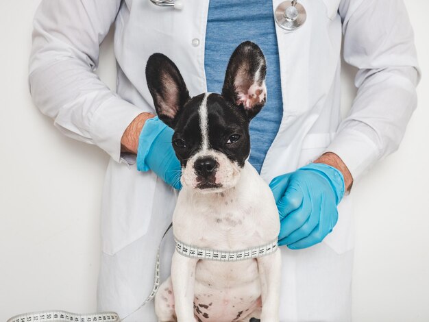 Veterinário de cachorro fofo e termômetro eletrônico Closeup branco fundo isolado Foto de estúdio Conceito de treinamento de educação de cuidados e criação de animais