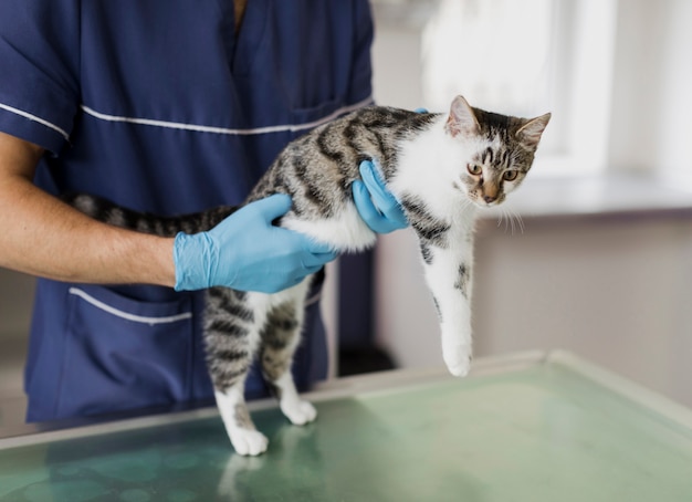 Foto veterinário de close-up, segurando o gato bonito