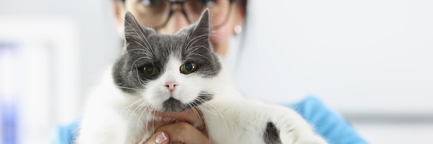 Veterinário de mulher segurando gato fofo na clínica closeup