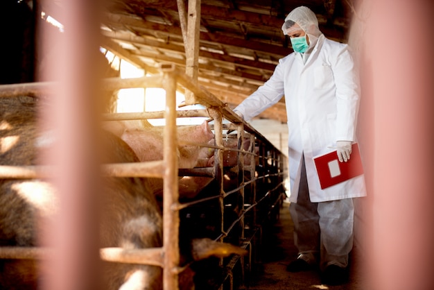 Veterinário de porco com notas examinando porcos no chiqueiro.