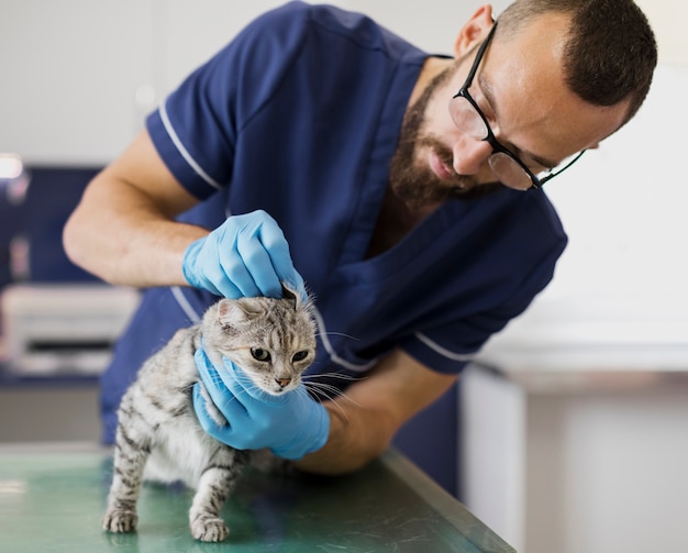 Veterinário de tiro médio que verifica no gato