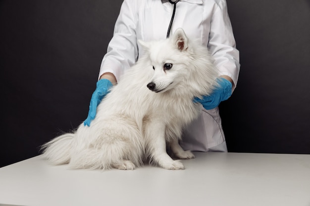 Veterinário de uniforme com estetoscópio bochechas do cachorro branco na mesa veterinária.