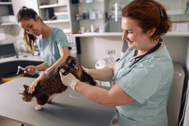 Veterinário de uniforme e luvas examina as costas de um gato malhado com uma enfermeira asiática no escritório