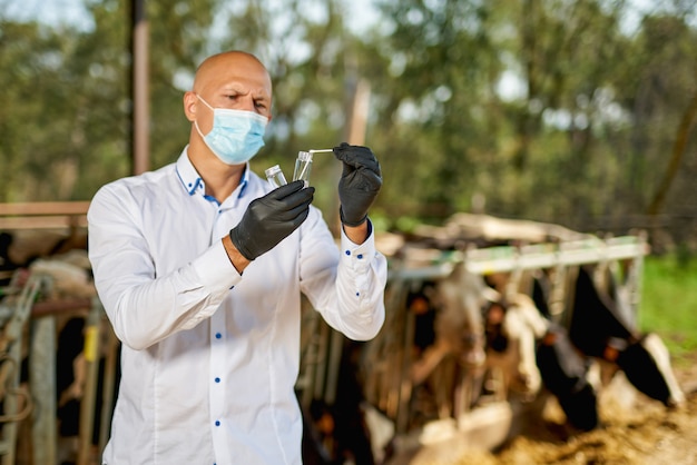 Veterinário de vaca macho na fazenda faz análises.