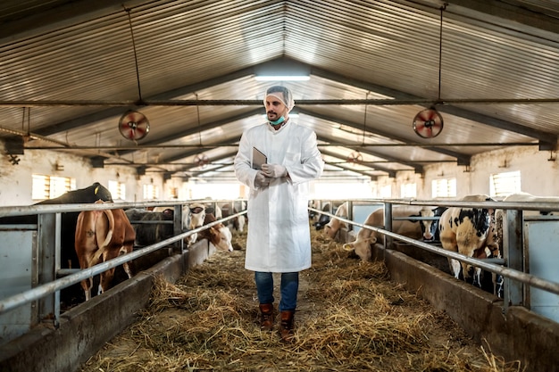 Veterinario dedicado caucásico caminando en el granero con tableta debajo de la axila y controlando vacas.