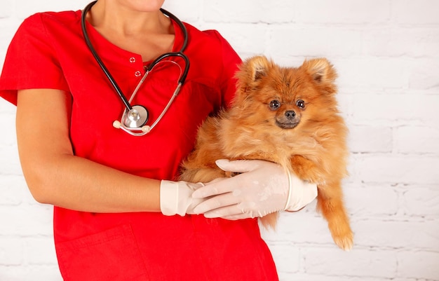 Foto veterinário detém um pequeno cachorrinho