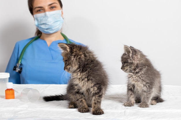 El veterinario y dos pequeños gatitos en el consultorio del médico.