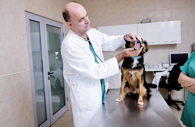 veterinário e assistente numa clínica de pequenos animais