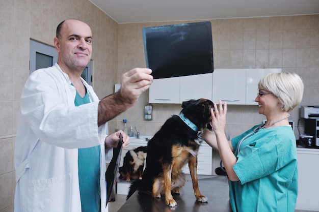 Foto veterinário e assistente numa clínica de pequenos animais