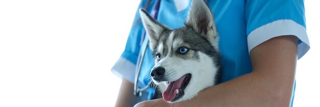 Veterinário e lindo cão husky na clínica veterinária