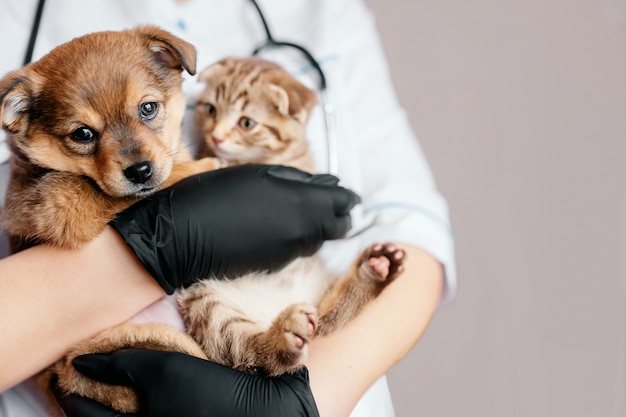 Veterinário em luvas pretas com um cachorro e um gato nas mãos