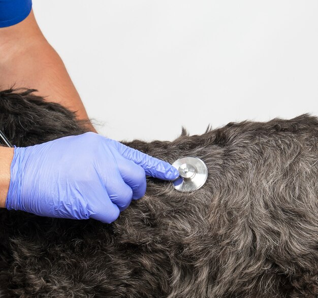 Veterinário em um uniforme azul bugs o batimento cardíaco de um cão fofo preto