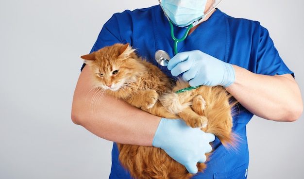 Veterinário em uniforme azul e luvas de látex estéril detém e examina um grande gato vermelho fofo