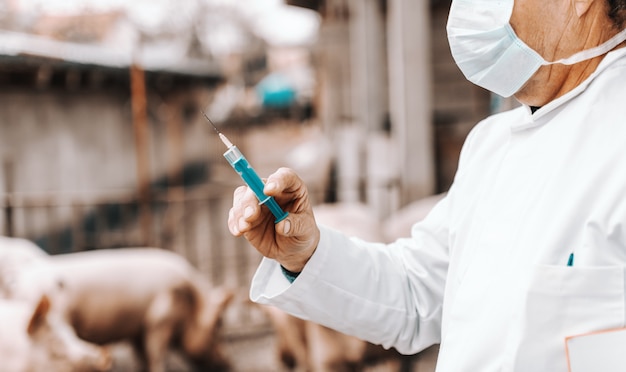 Veterinário em uniforme branco e máscara no rosto segurando a seringa azul e se preparando para dar a injeção ao porco.