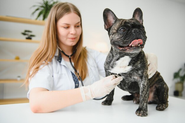 Veterinario escuchando a un perro bulldog francés en su clínica