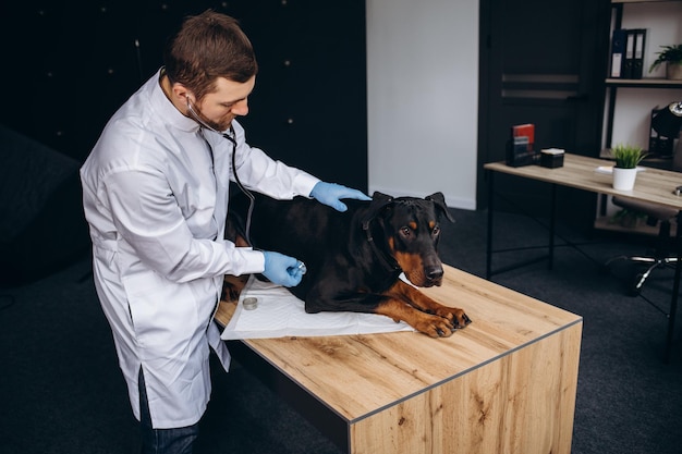 Veterinario escuchando perro doberman con estetoscopio en clínica veterinaria
