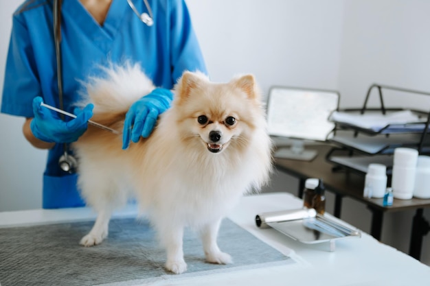 Veterinario escuchando perro Pomerania con estetoscopio en clínica veterinaria