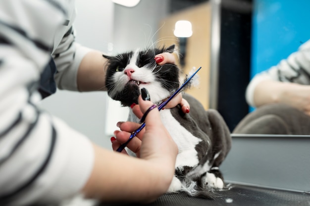 El veterinario está esquilando un gato con unas tijeras en un salón de belleza para mascotas. barbero hembra afeita un gato blanco y negro. Aseo de animales