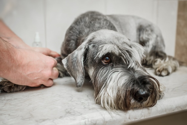 Veterinário está fazendo seringa para verificar se há sangue. analisar saudável de cão. raça - schnauzer